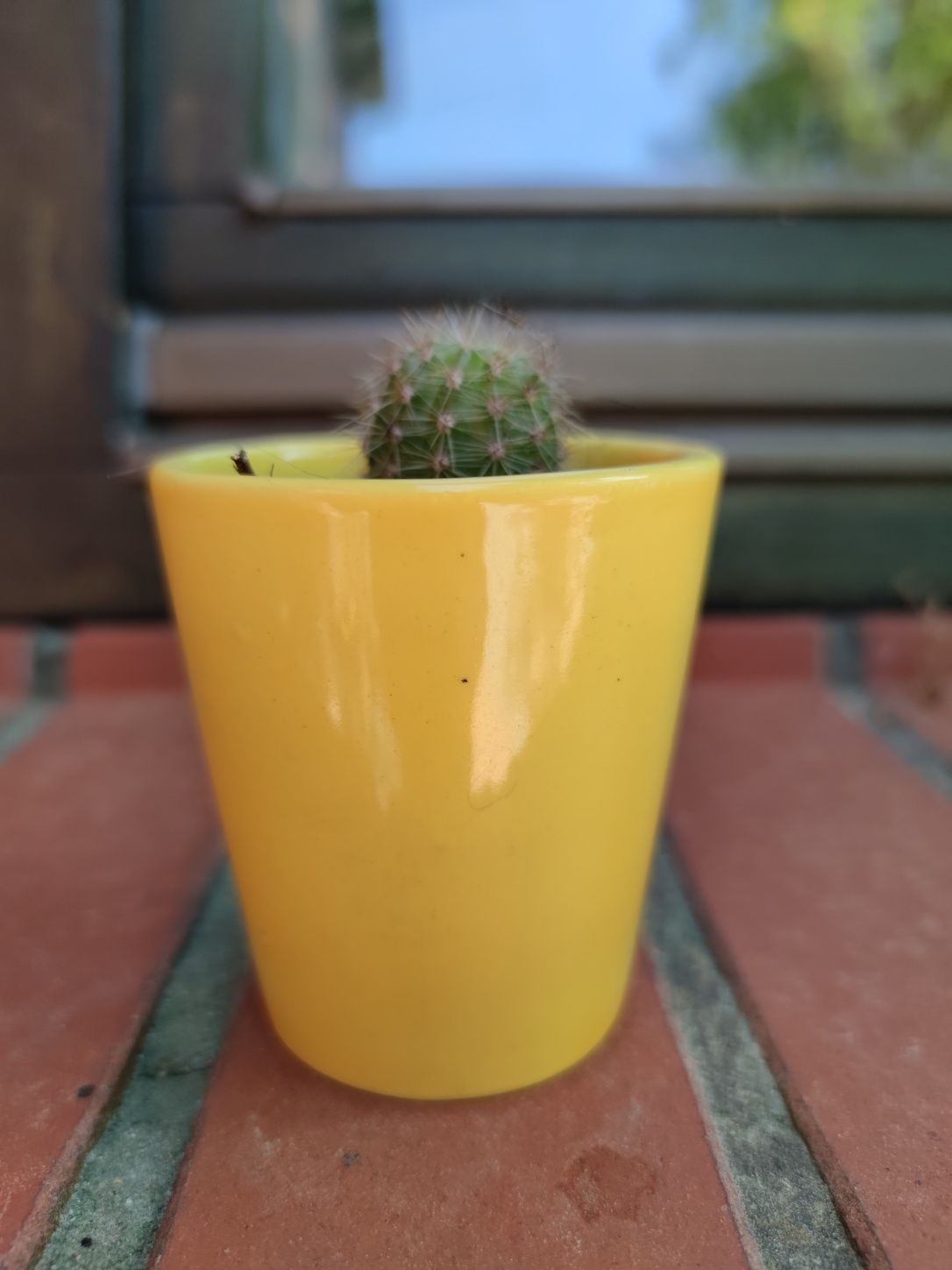 Kaktus w ceramicznej doniczce
