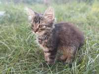 віддаємо котика в добрі рукі