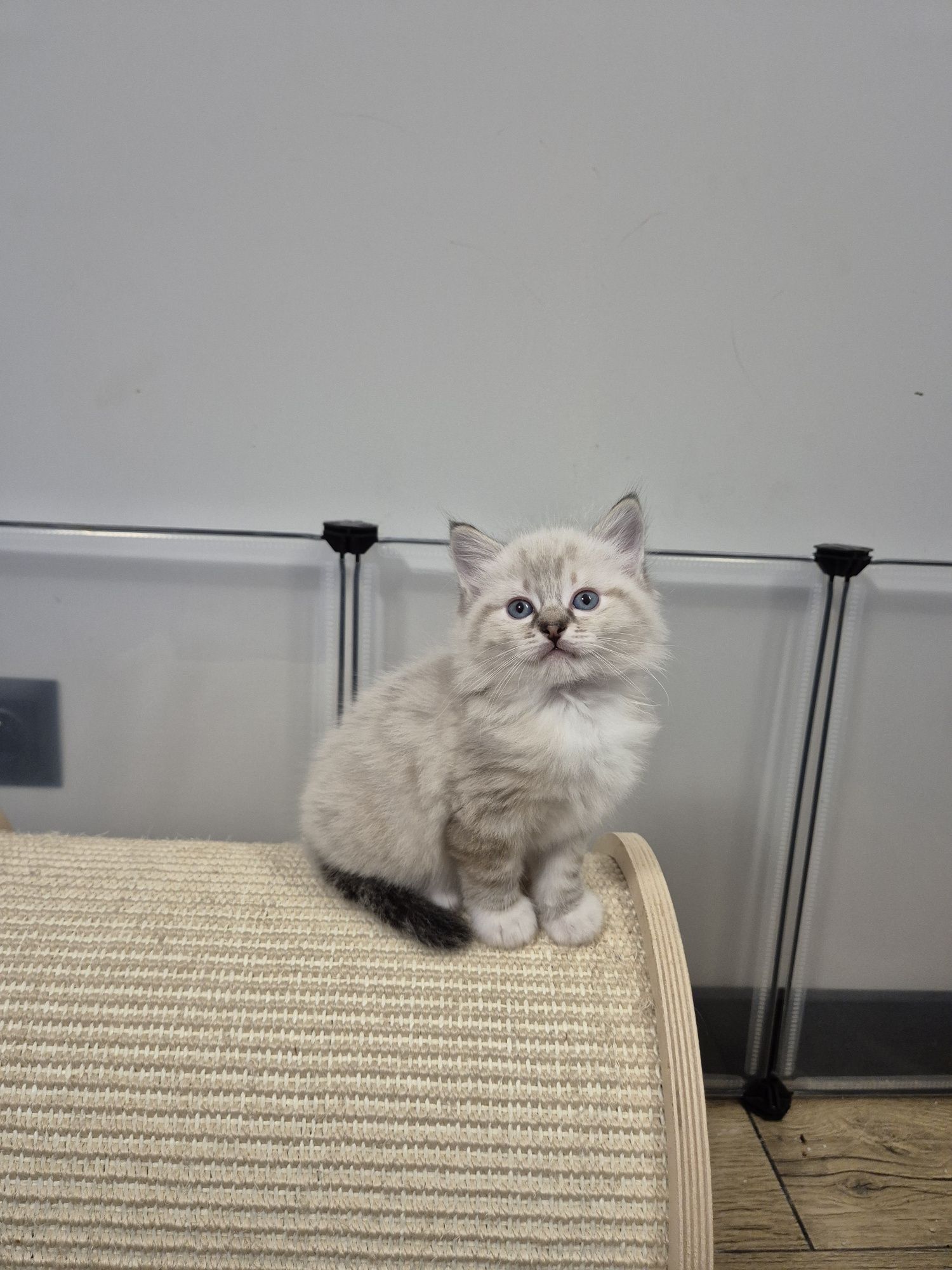 Kocurek ragdoll  FPL seal mitted tabby