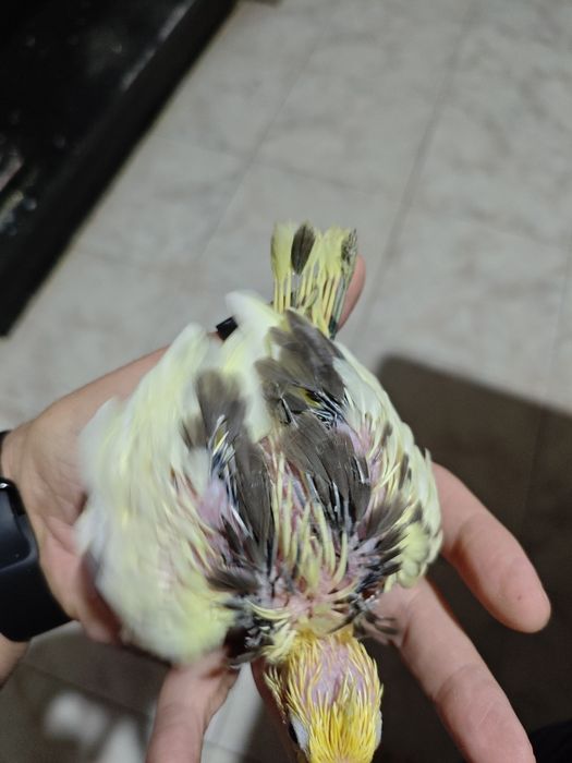 Caturras criadas a mão