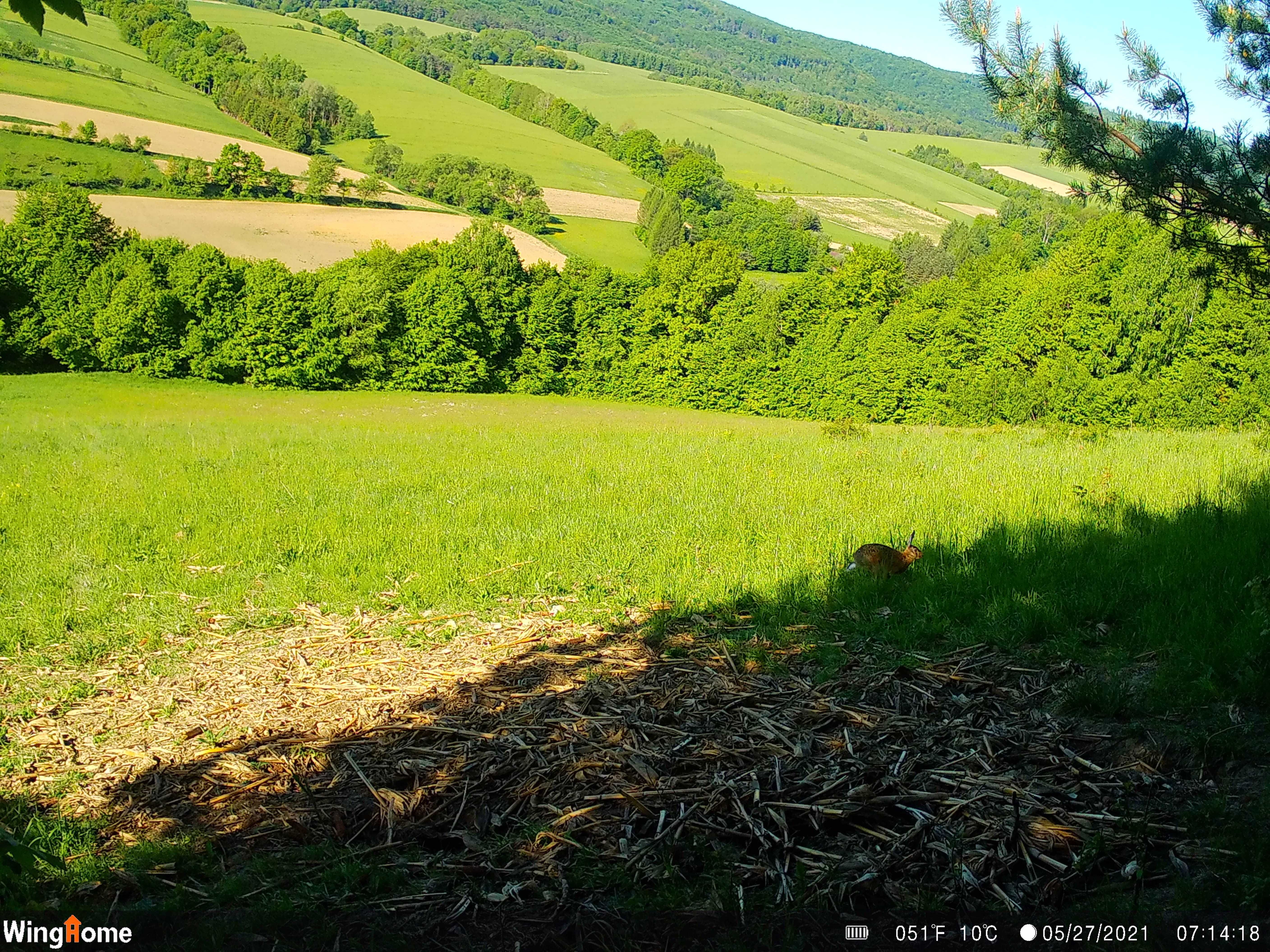 4G LTE  Kamera leśna fotopułapka SF4.8CG DUŻY ZASIĘG do 40m