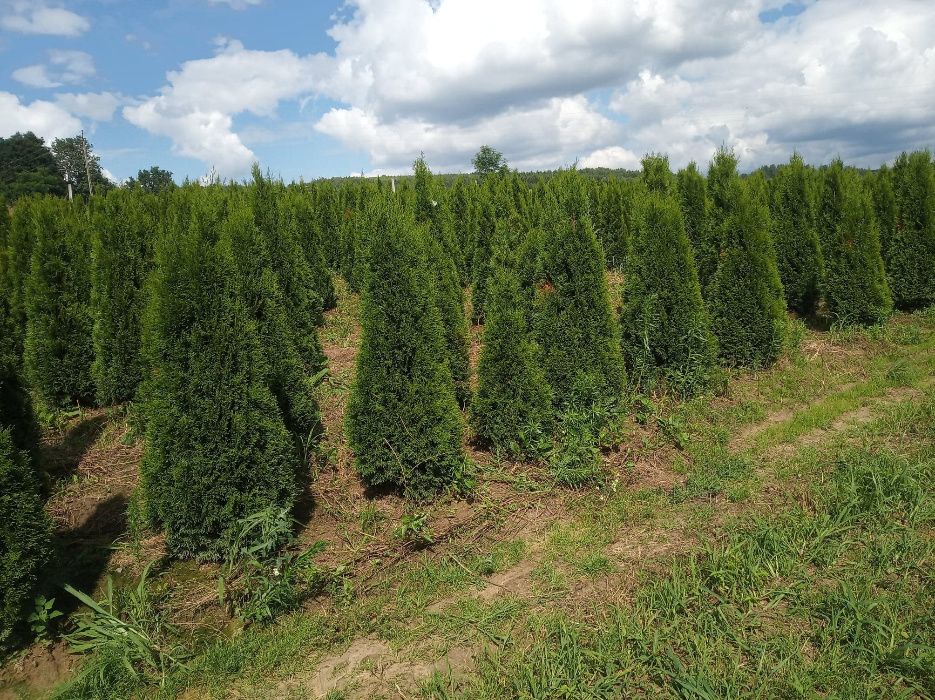 Tuja szmaragd, brabant do 300cm, SADZIMY, DOWOZIMY