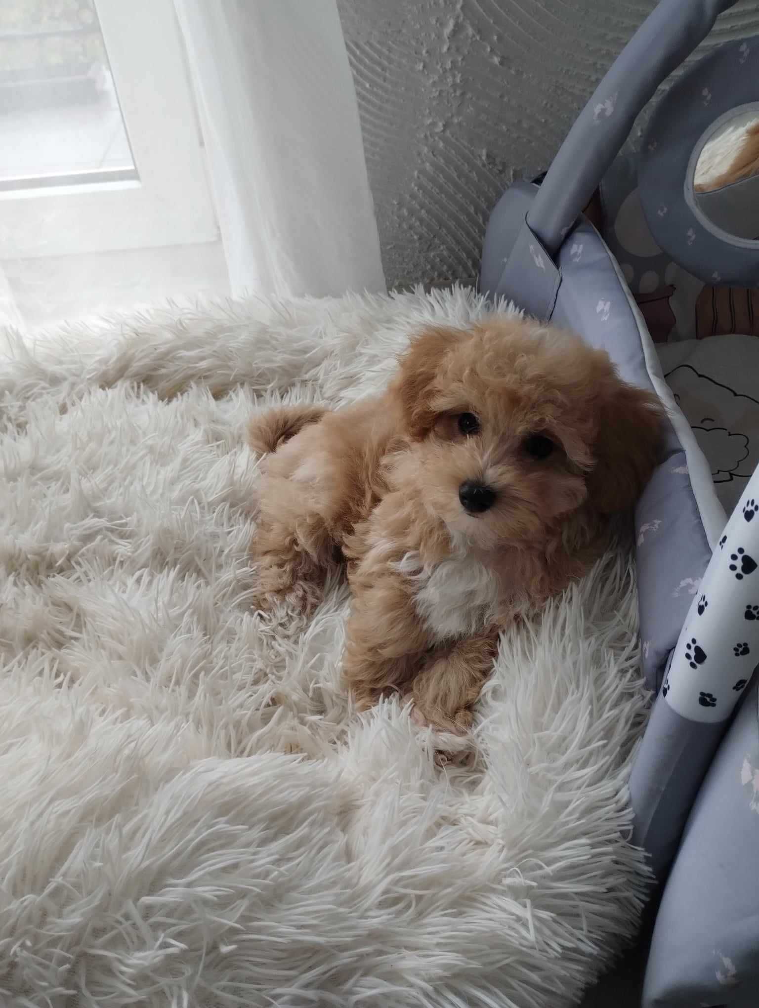 Śliczny piesek maltipoo