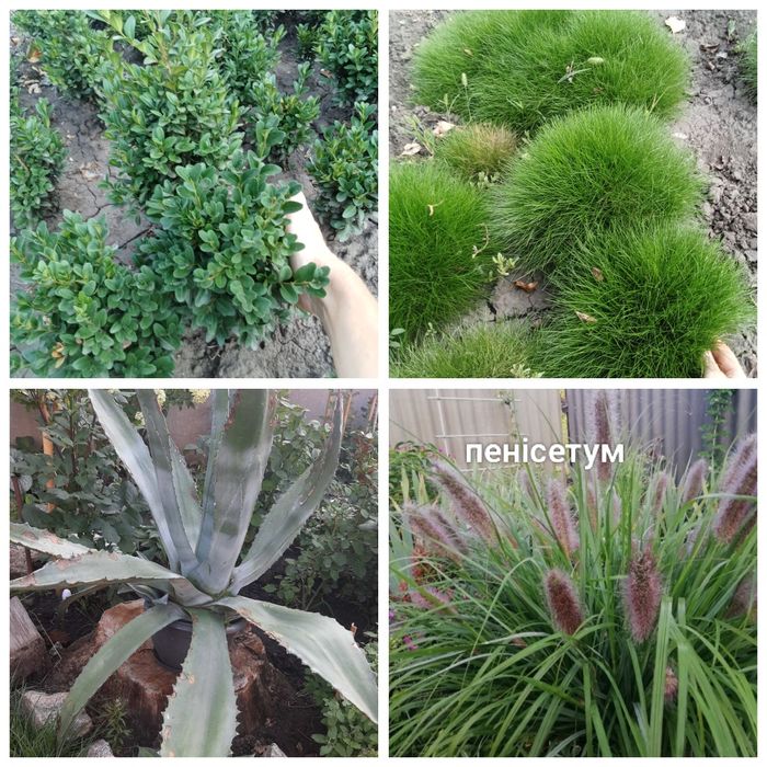 Хризантеми мультифлора корейки очитки молодила хости