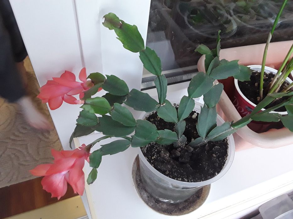 Рождественник свой