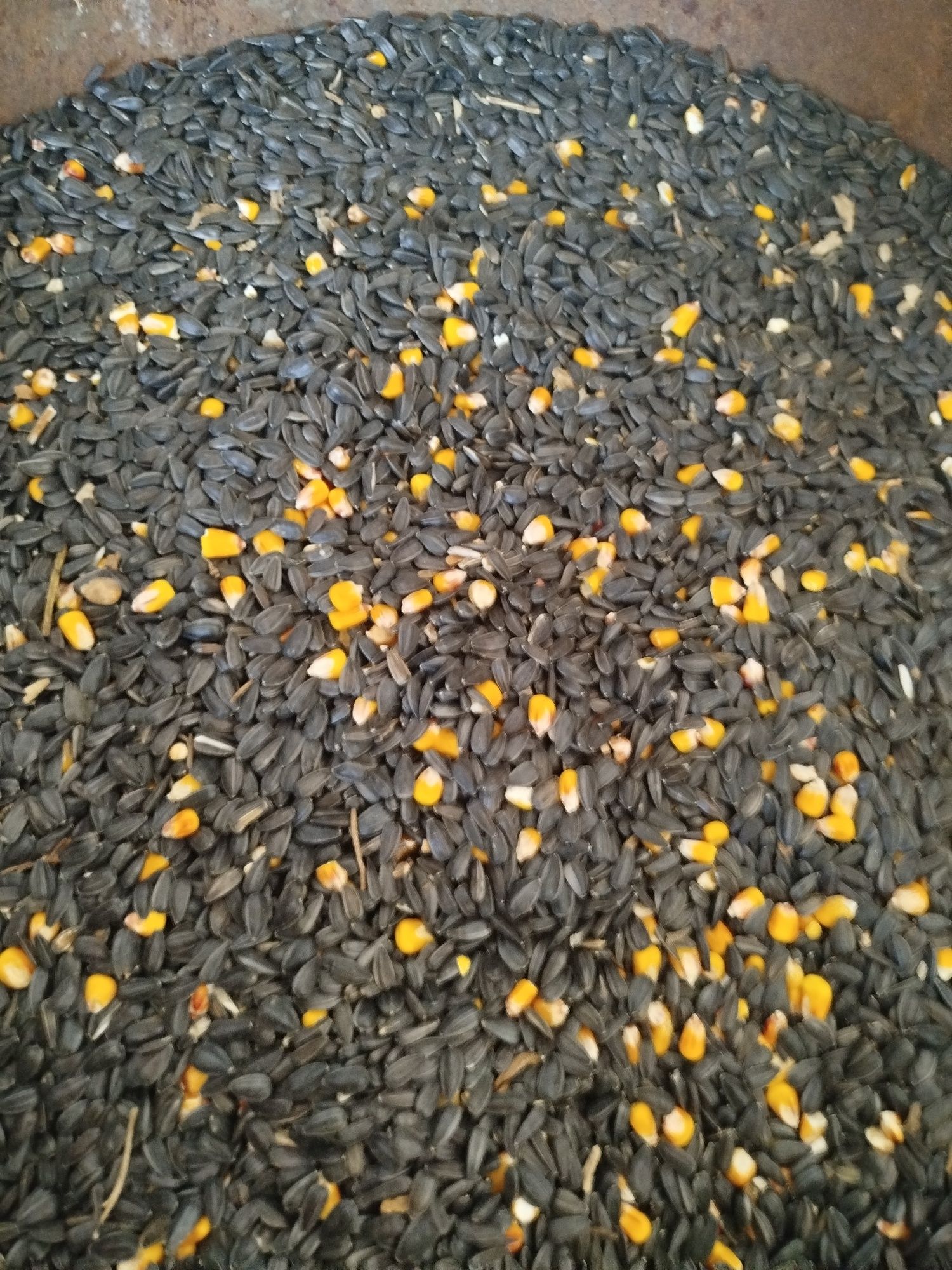 Продам семочку трохи з кукурузою
