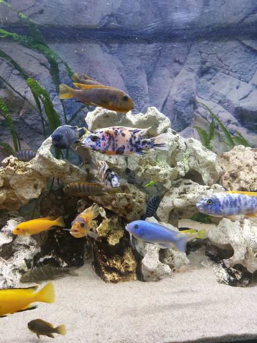 Pyszczaki rożne gatunki