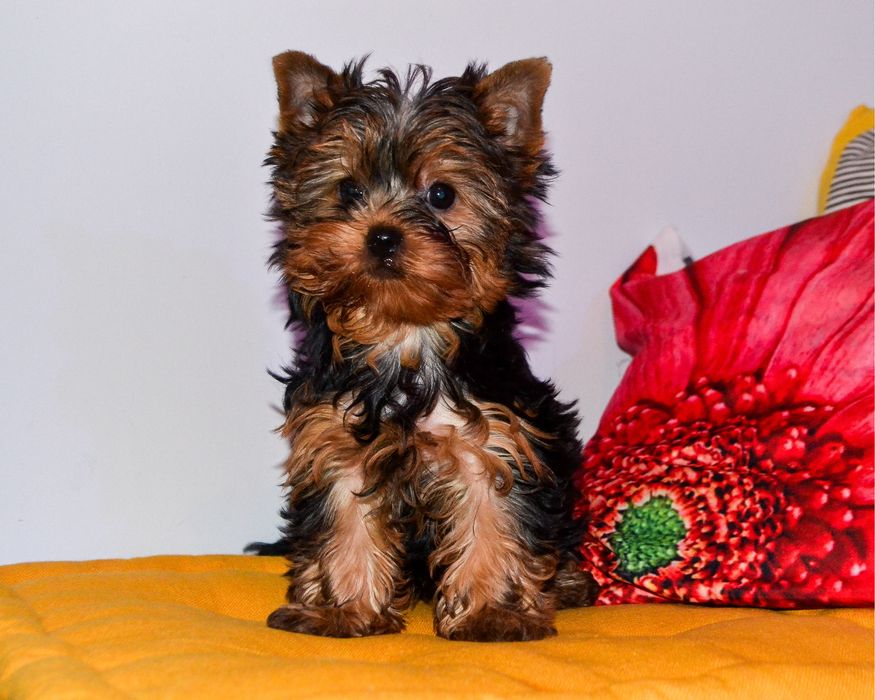 Yorkshire Terrier szczenię ZHPR śliczna mini.