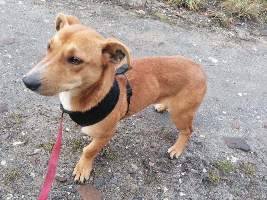 TOFIK mały młody przyjazny pies szuka domu