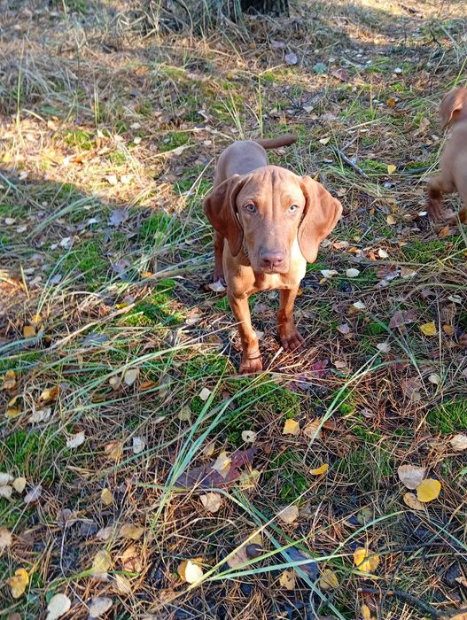 Piesek 4-miesięczny Wyżeł Węgierski krótkowłosy