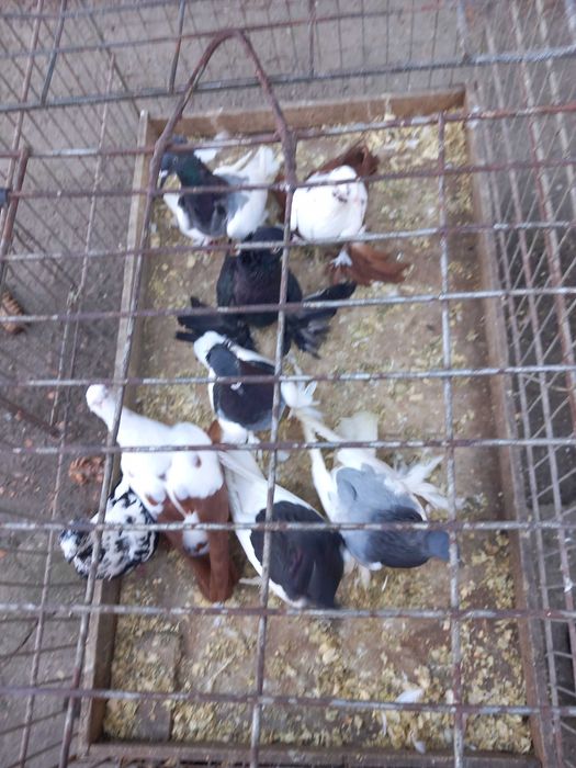 Sprzedam lot  gołębi