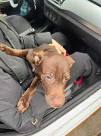 Pies znaleziony na wydmach w sopocie