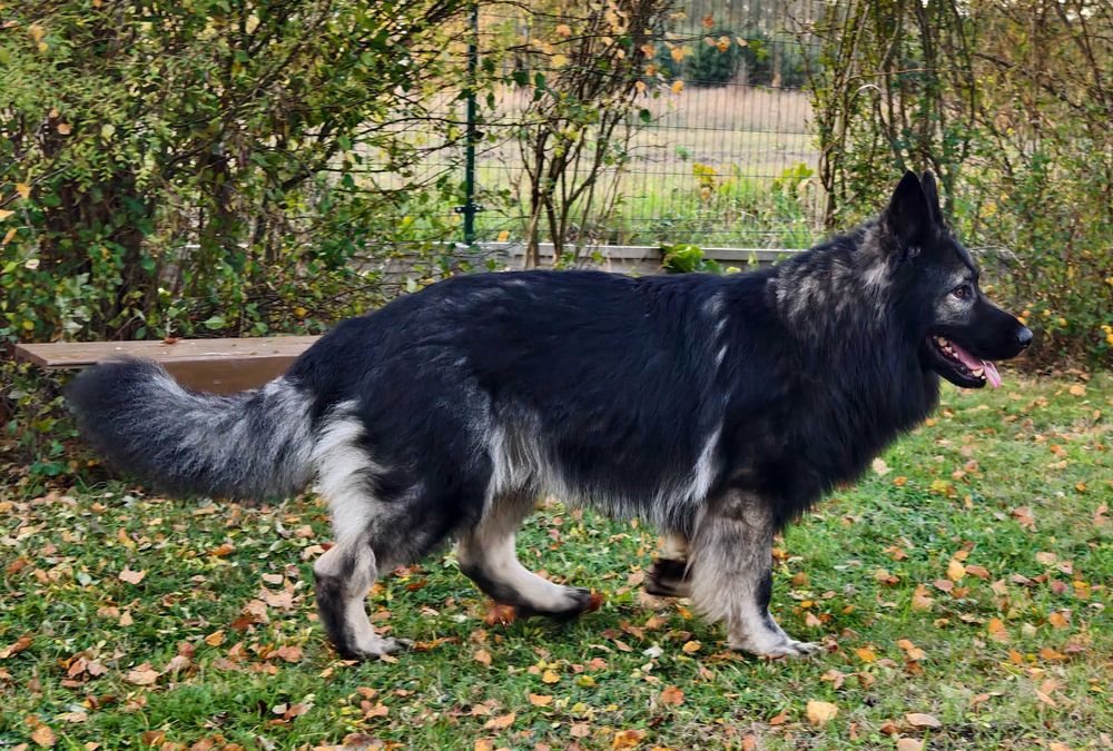OWCZAREK STARONIEMIECKI Piękna Srebrna suczka po zdrowych rodzicach