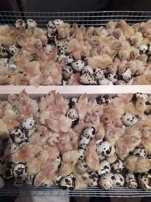 Перепела породы Техасский белый бройлерный