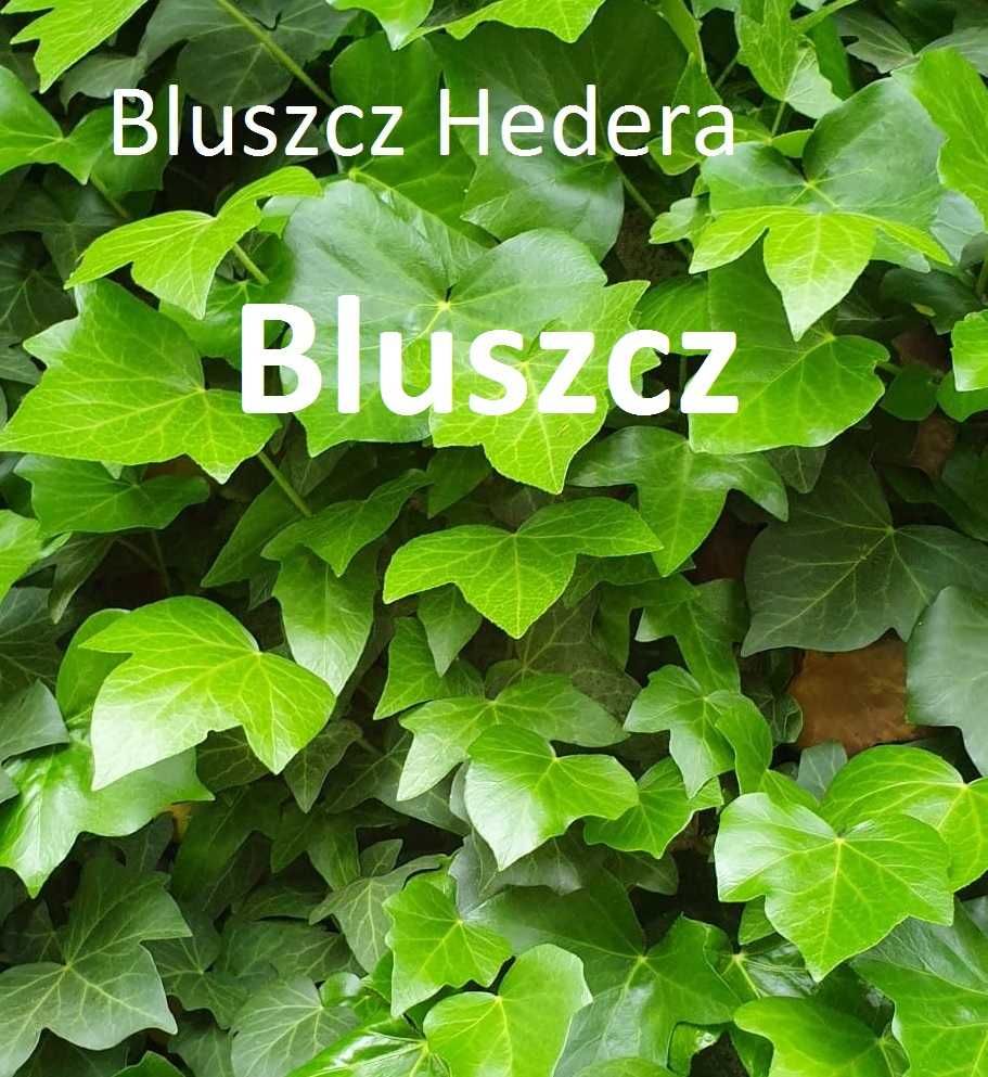 Sadzonki Bluszcz Hedera 50 szt _olx