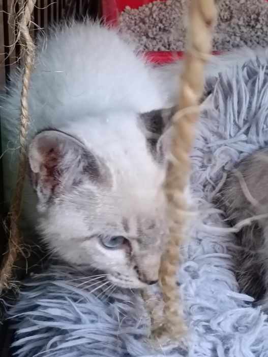 Gatinha bebe (jane) para adoção responsável