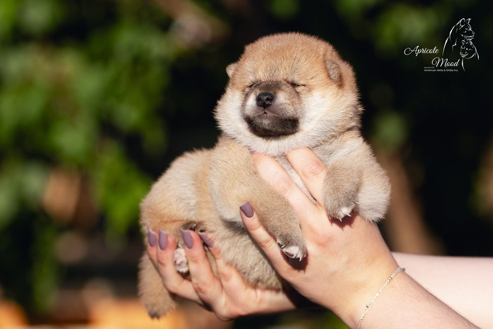 Хлопчик ШИБА ІНУ