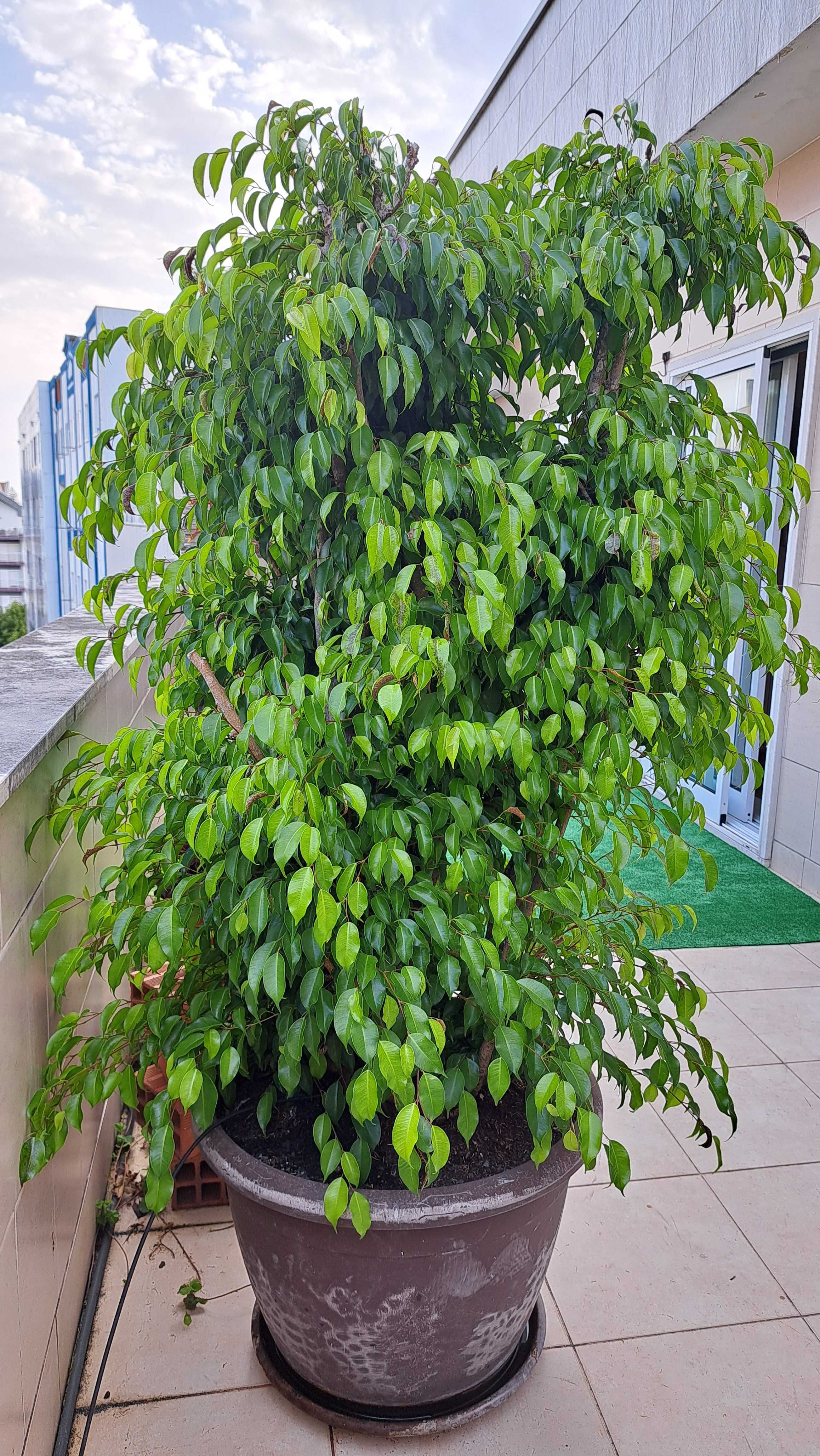Planta FICUS, lindíssima, exterior/interior, mais de 2 metros altura