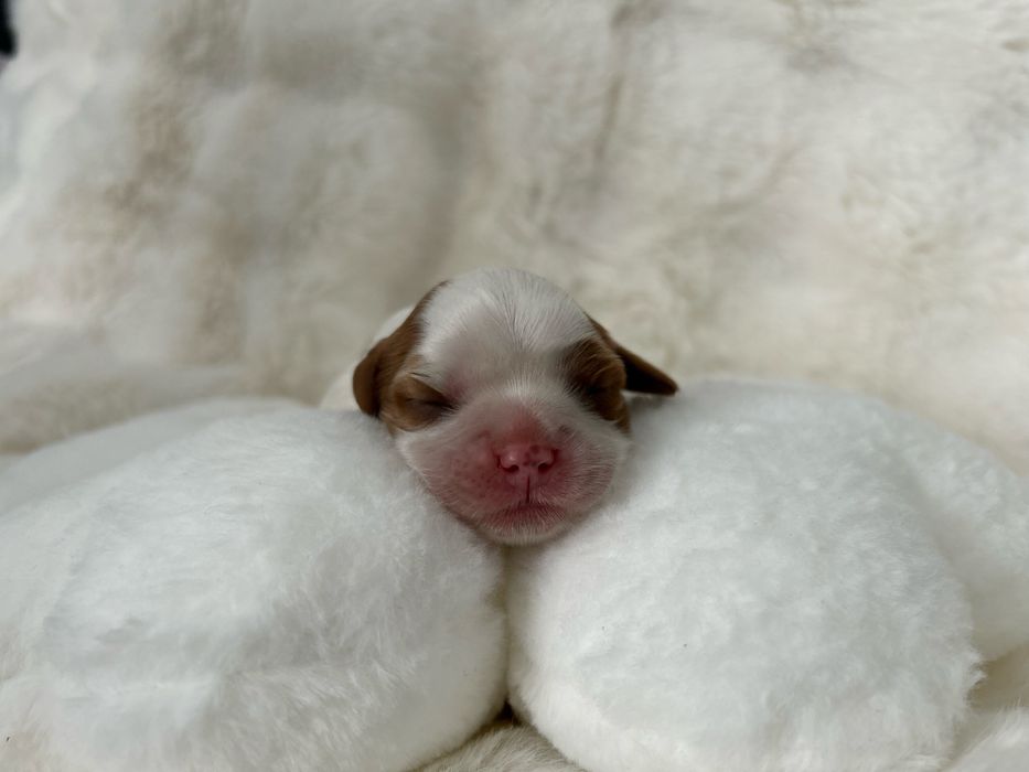 Cavalier King Charles Spaniel Sunia