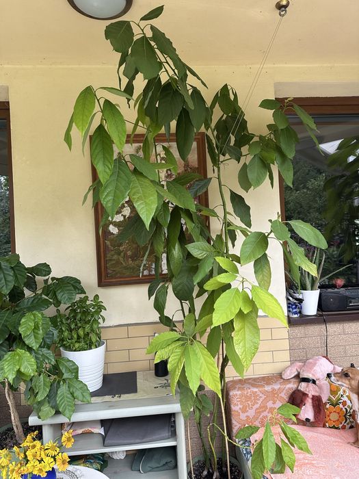Awokado roślina 3m wysokosci