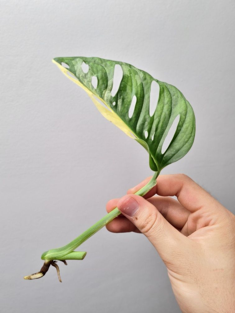 Monstera adansonii variegata pędówka