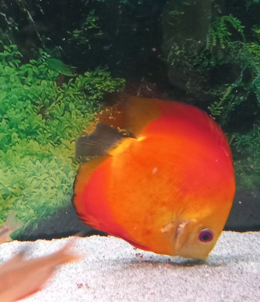 Discu Red Map 12 /13 cm