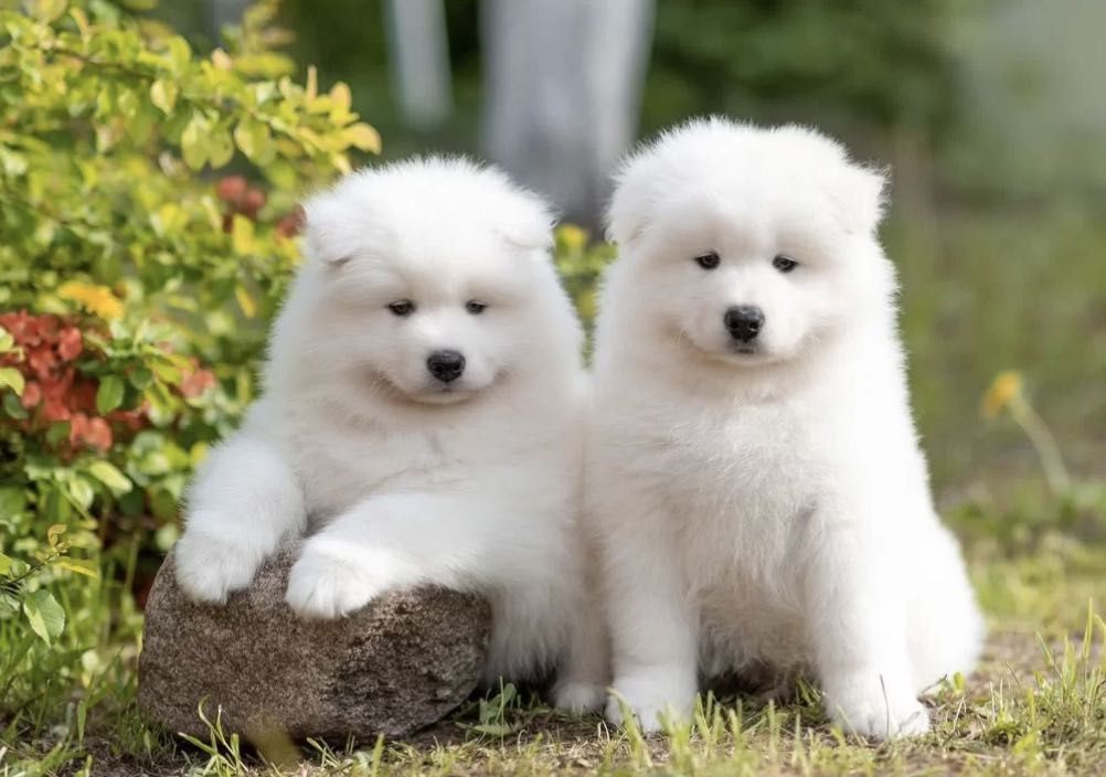 Samoyed szczeniak juz gotowy do