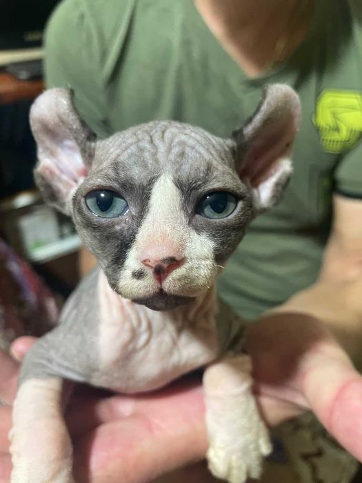 Продаётся кот породы Эльф тёмного окраса