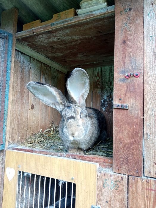 Króliki Belgi szczepione