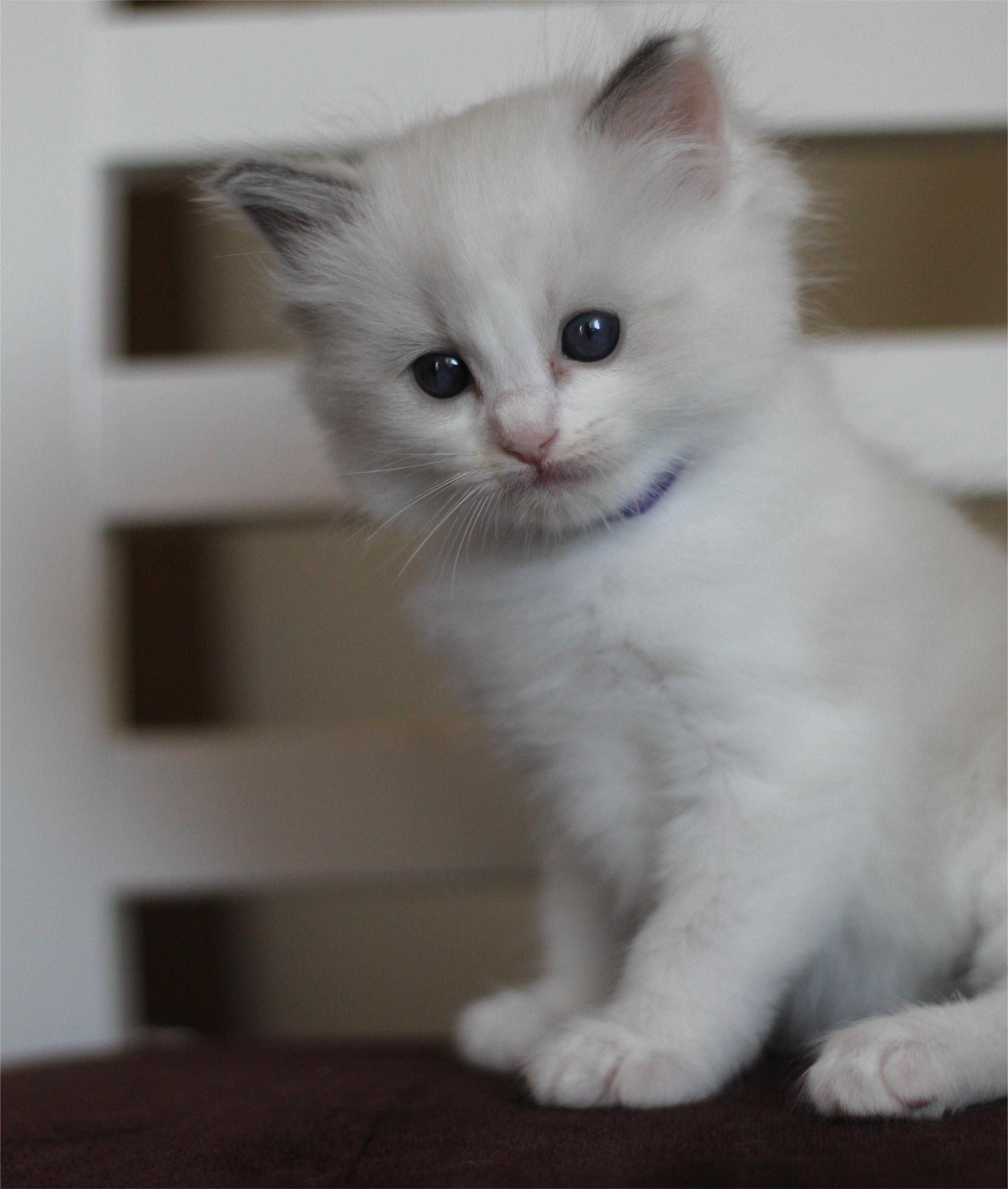 Ragdoll kocurek Frascati – rodowód WCF, kastracja, badania, wyprawka