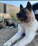 Akita Amerykańska - Champion Polski - do adopcji