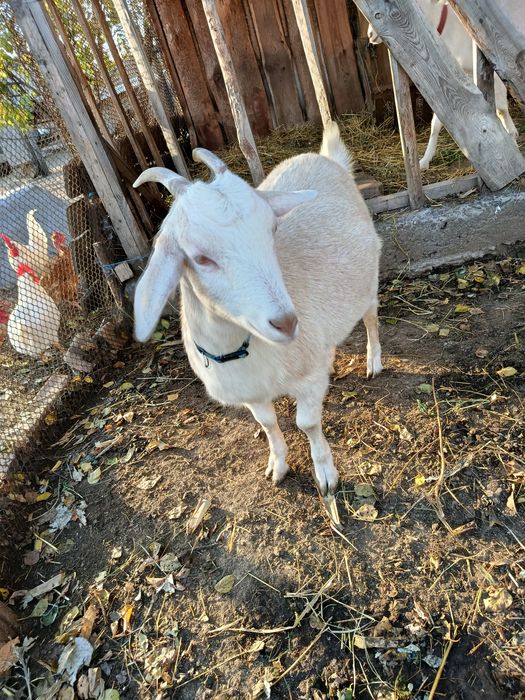 Кізонька Агата. 7 місяців