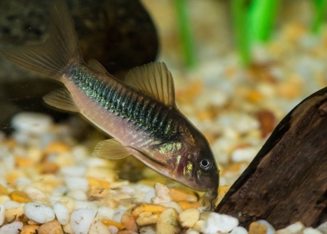 Рибки акваріумна риба гурамі даніо glo fish тернеція  glo