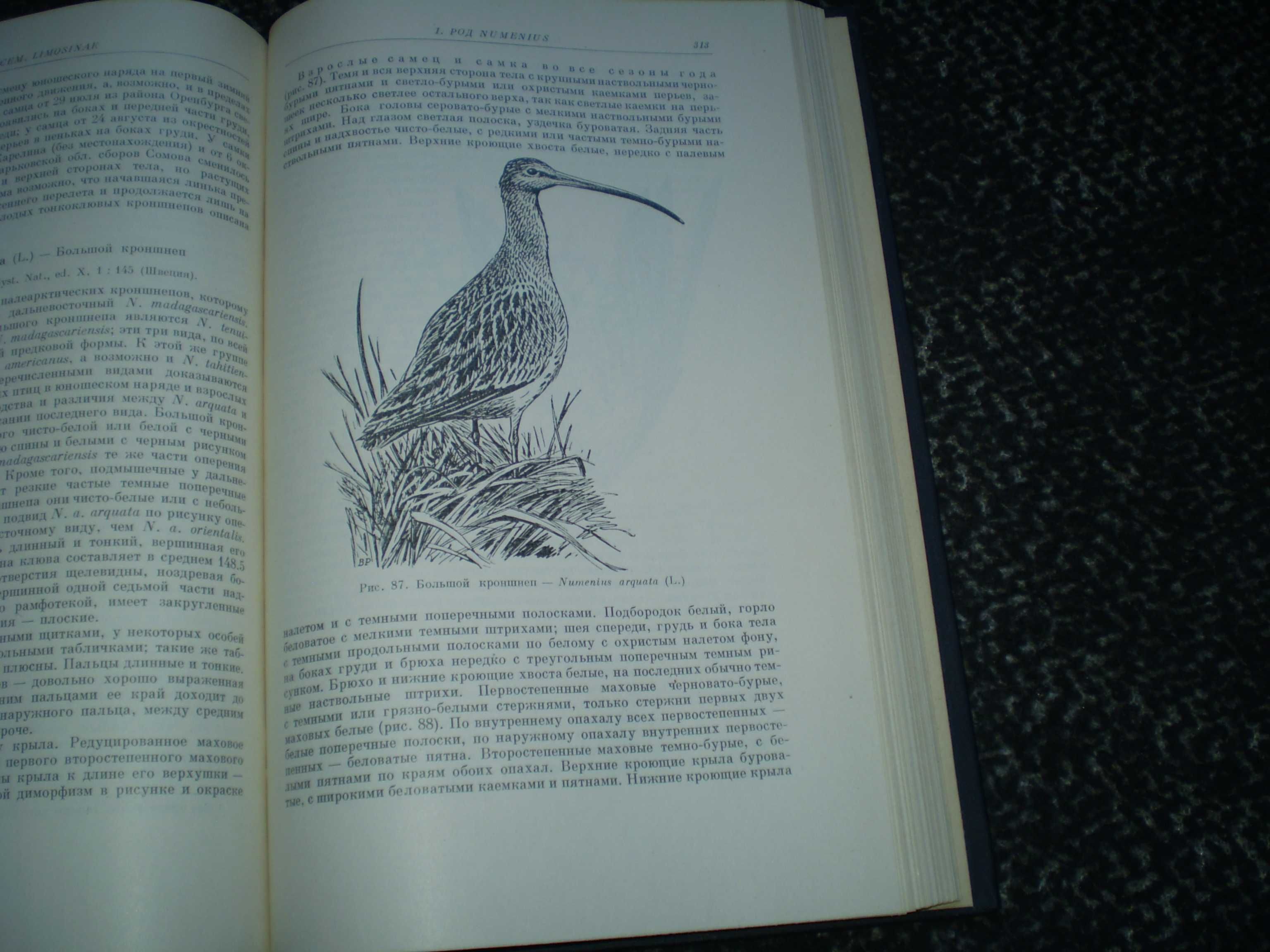 Козлова Фауна СССР. Птицы Том 2,вып 1 Ржанкообразные.Подотр.Кулики1962