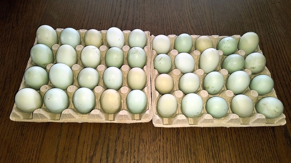 Araucana jaja lęgowe