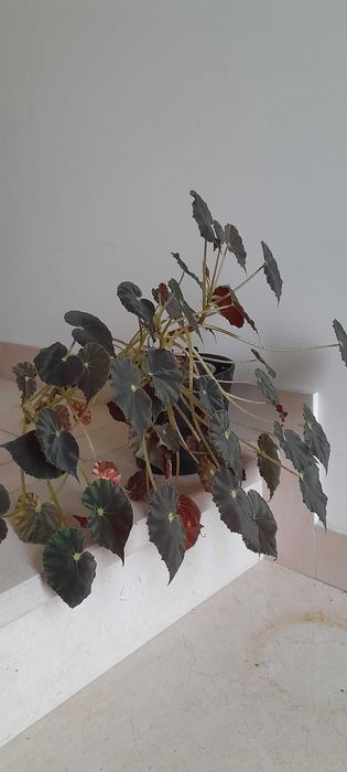 Begonia bowerae  'Nigra Magra'