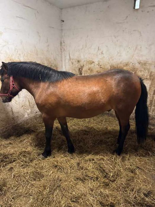 Konie kuce ogier i wałach