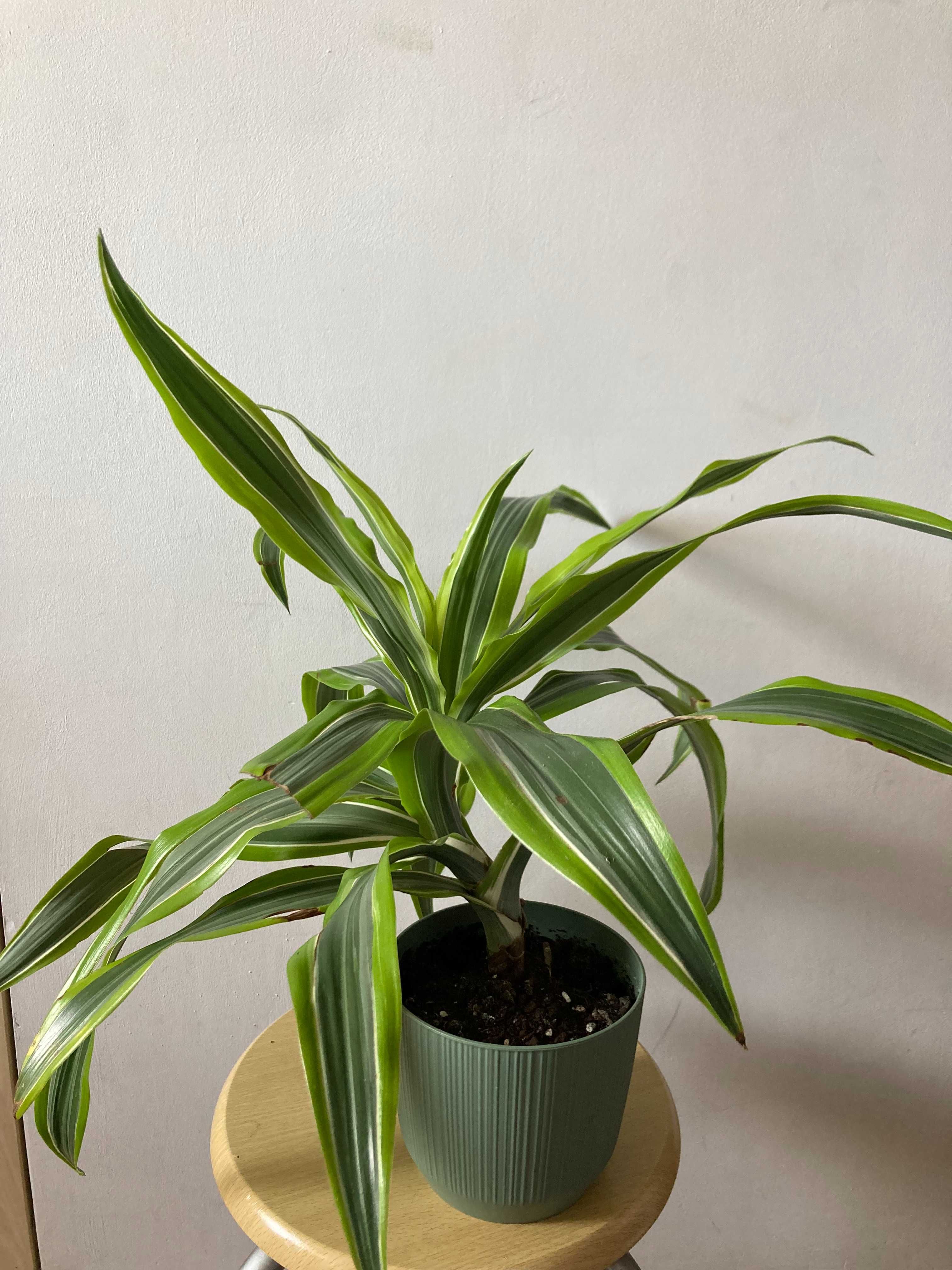 Dracena deremeńska (smocze drzewo)