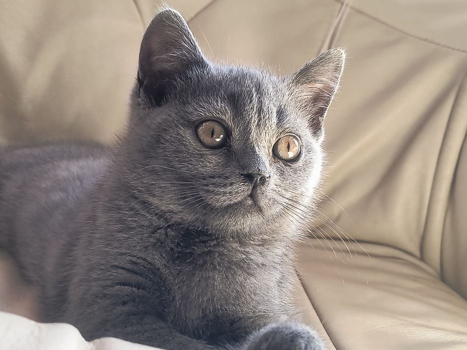 Brytyjski  kocię   gotowe do odbioru