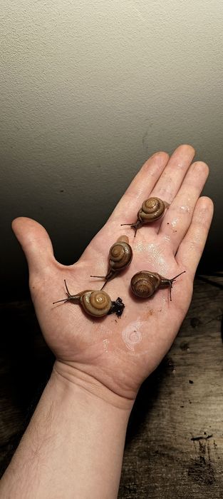 Pleurodonte isabella BROWN