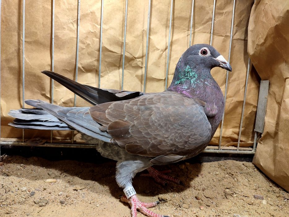 Pocztowe indigo spread andaluzy 2025