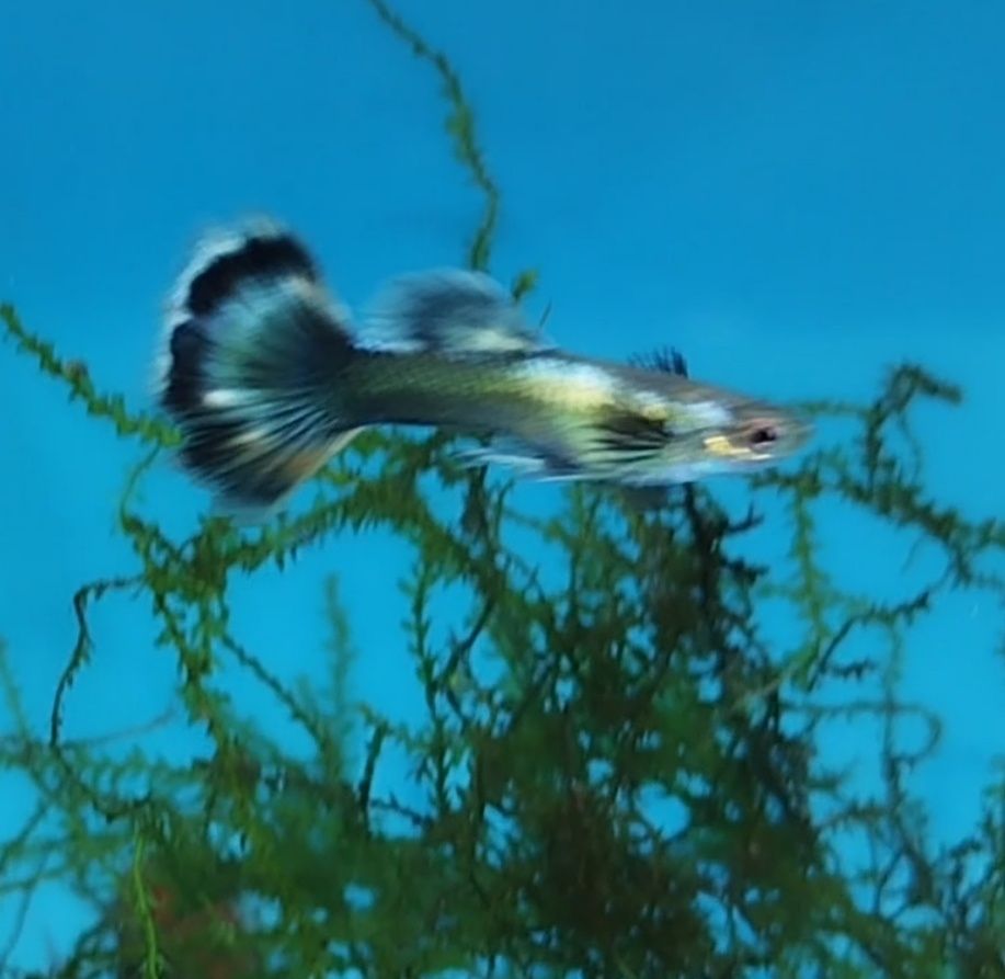 Guppys sortidos ,