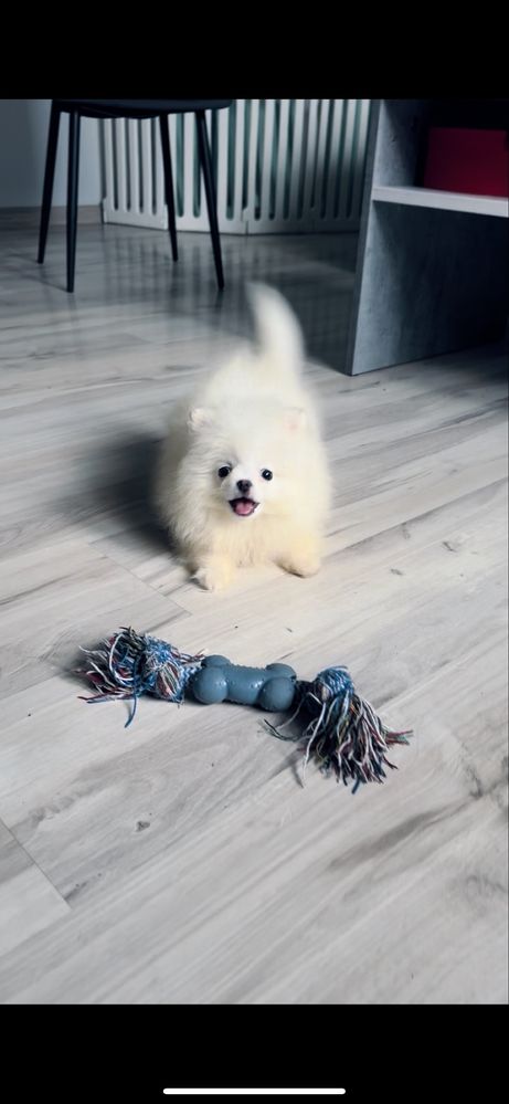 **Chico** szpic miniaturowy, pomeranian, malutki piesek