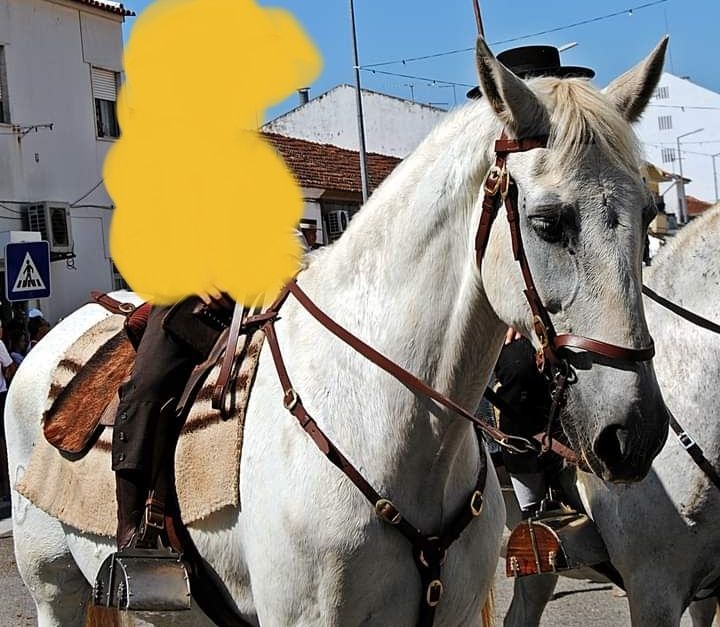 Vendo cavalo ferro quinta da foz