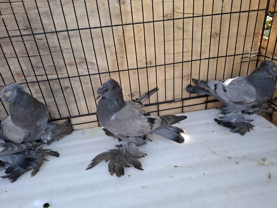 Turkoty niemieckie dwuczube siwe na pasach