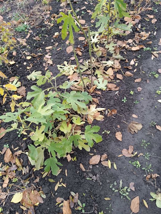 Саджанці гранат інжир виноград фундук глід смородина малина жасмин