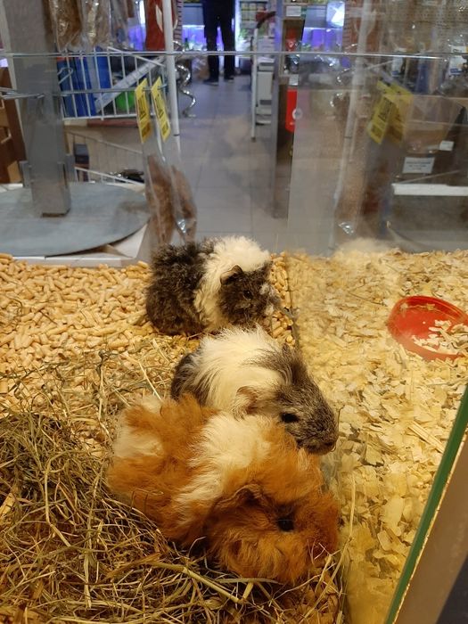 Kawia Domowa, świnka Morska. Sklep ZOOlogiczny PLUTO Radom