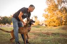Дрессировка собак Днепр/K-9 Aus Sursko-Litovsk