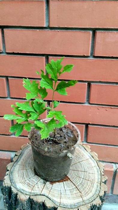 Трёхлетние Саженцы древовидного пиона