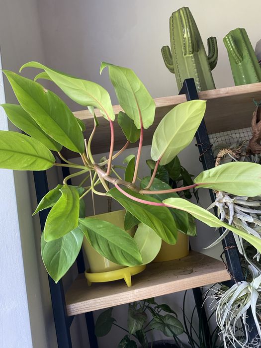 Філодендрон лайм